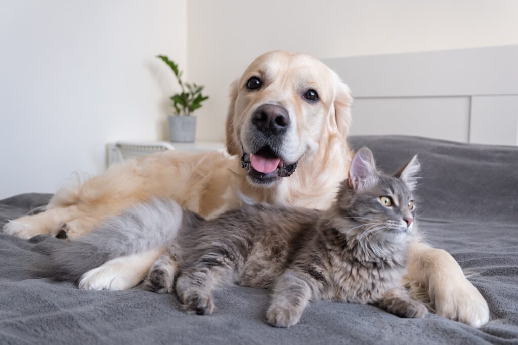 A cat and a dog lie together on the bed.