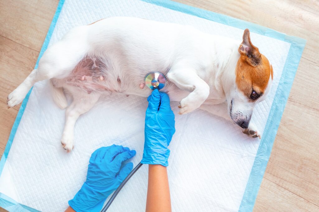 A vet doctor examines a lying on a disposable diaper lying dog.