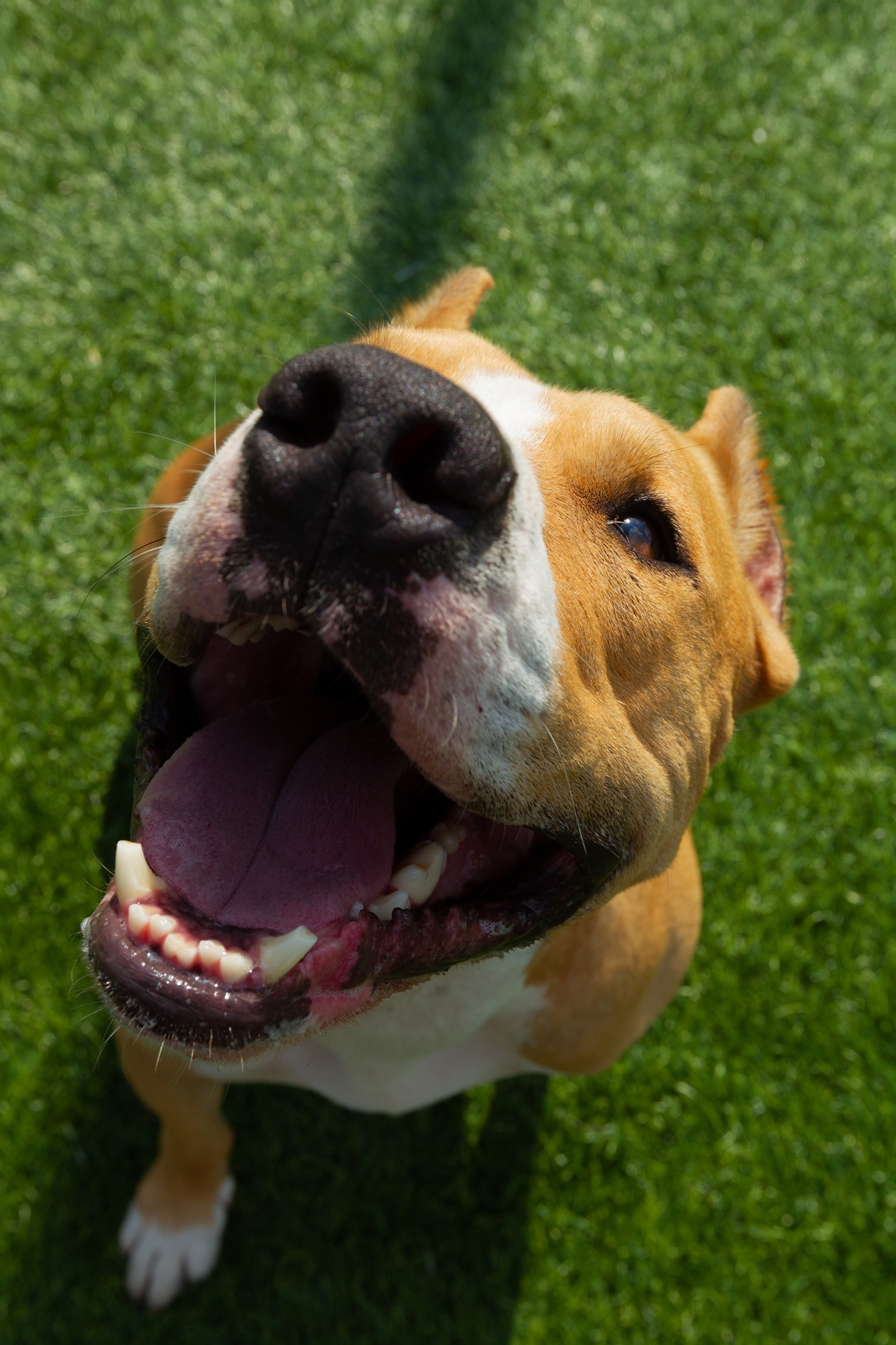 American Staffordshire Terrier dog on a summer day