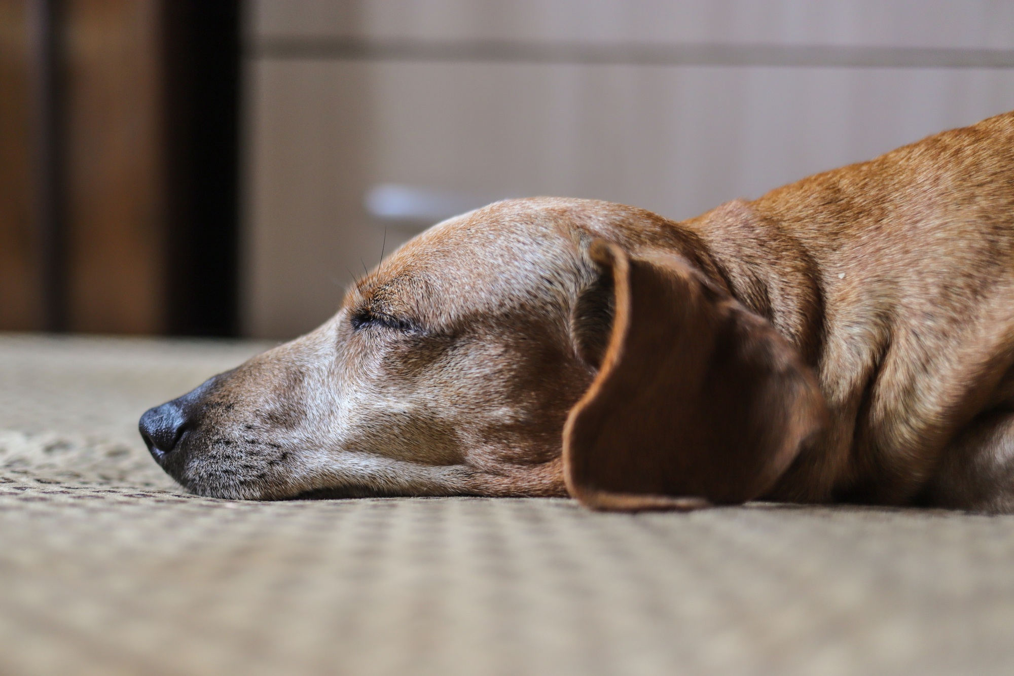 An old dachshund dog lies on the sofa.