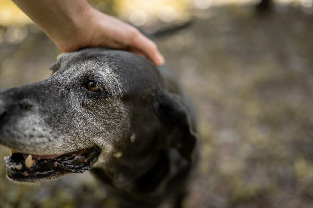 An old happy dog is smiling while being touched. Close up.