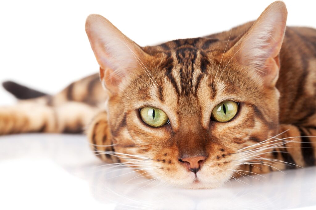 Bengal cat