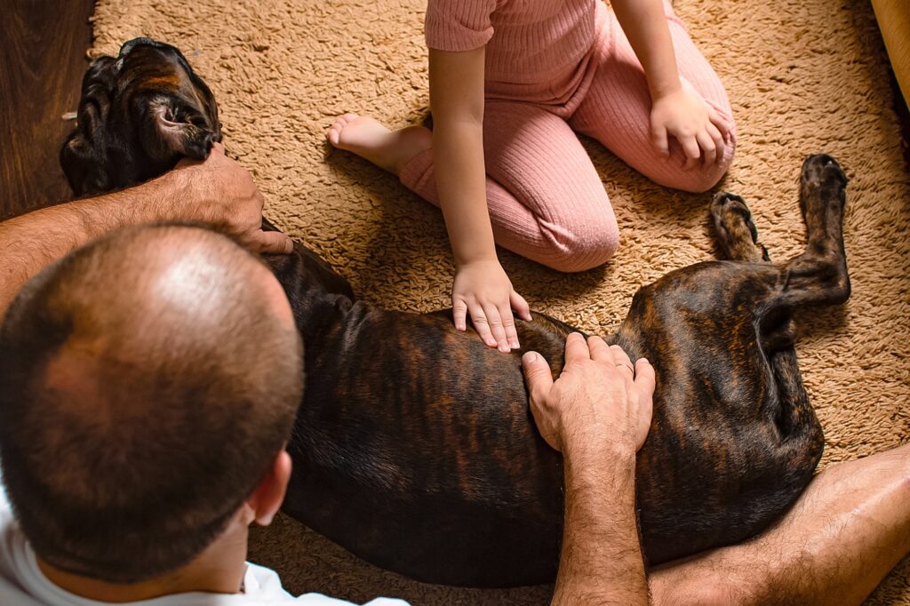 Caring for pregnant pets. family and dog