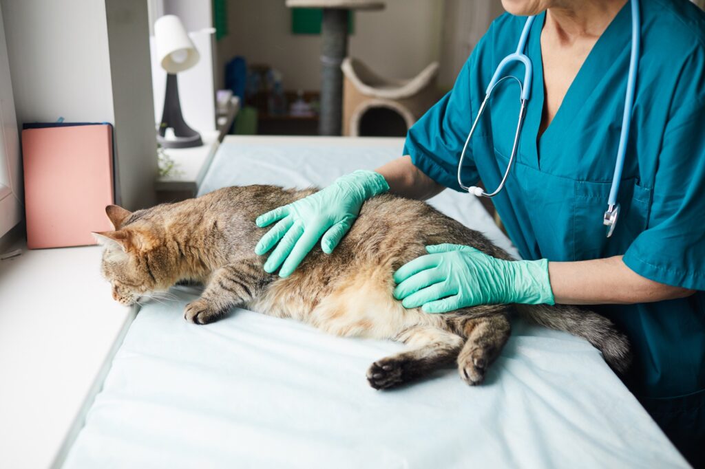 Cat in vet clinic