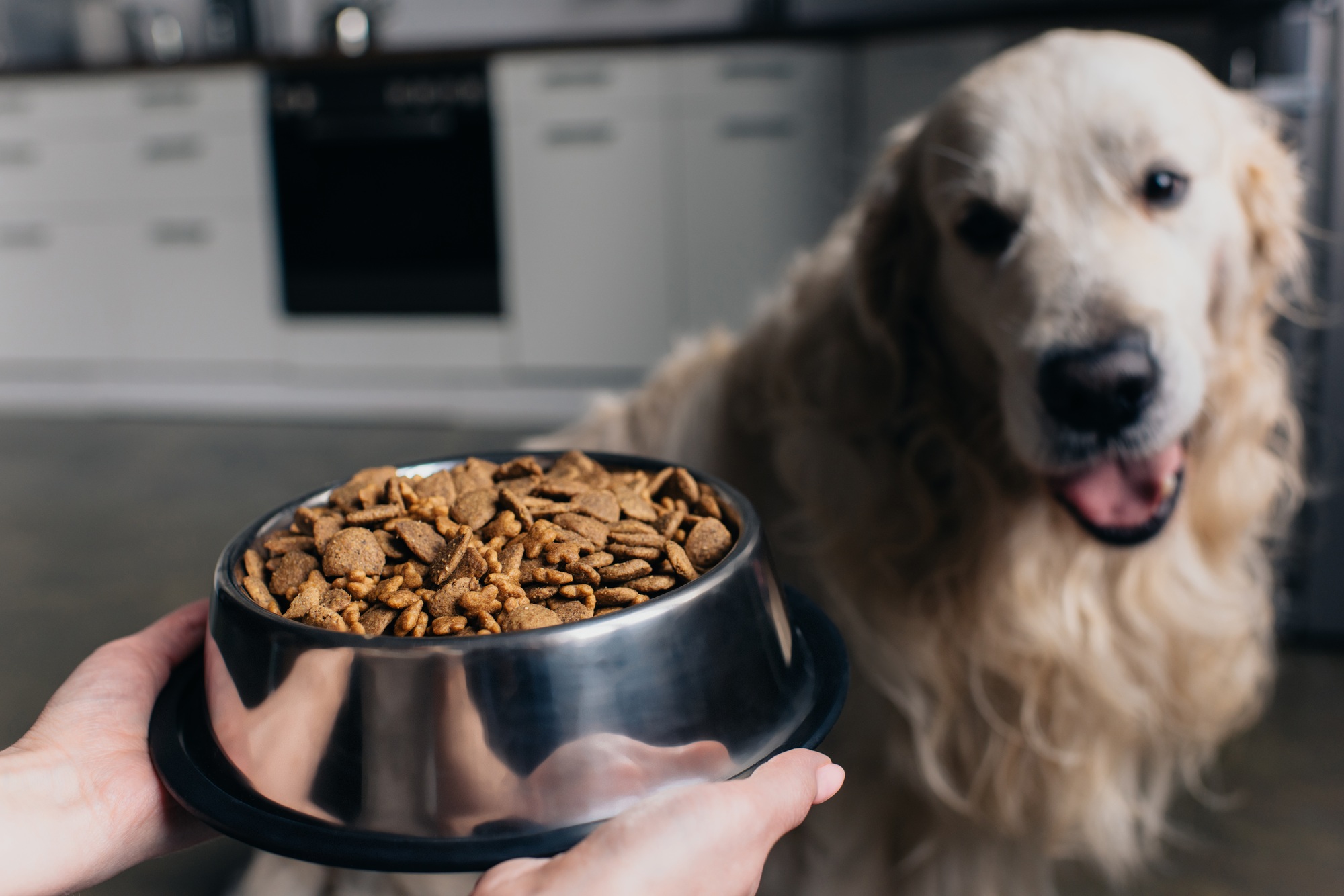 Cropped view of woman holding bowl with pet food near cute retriever dog