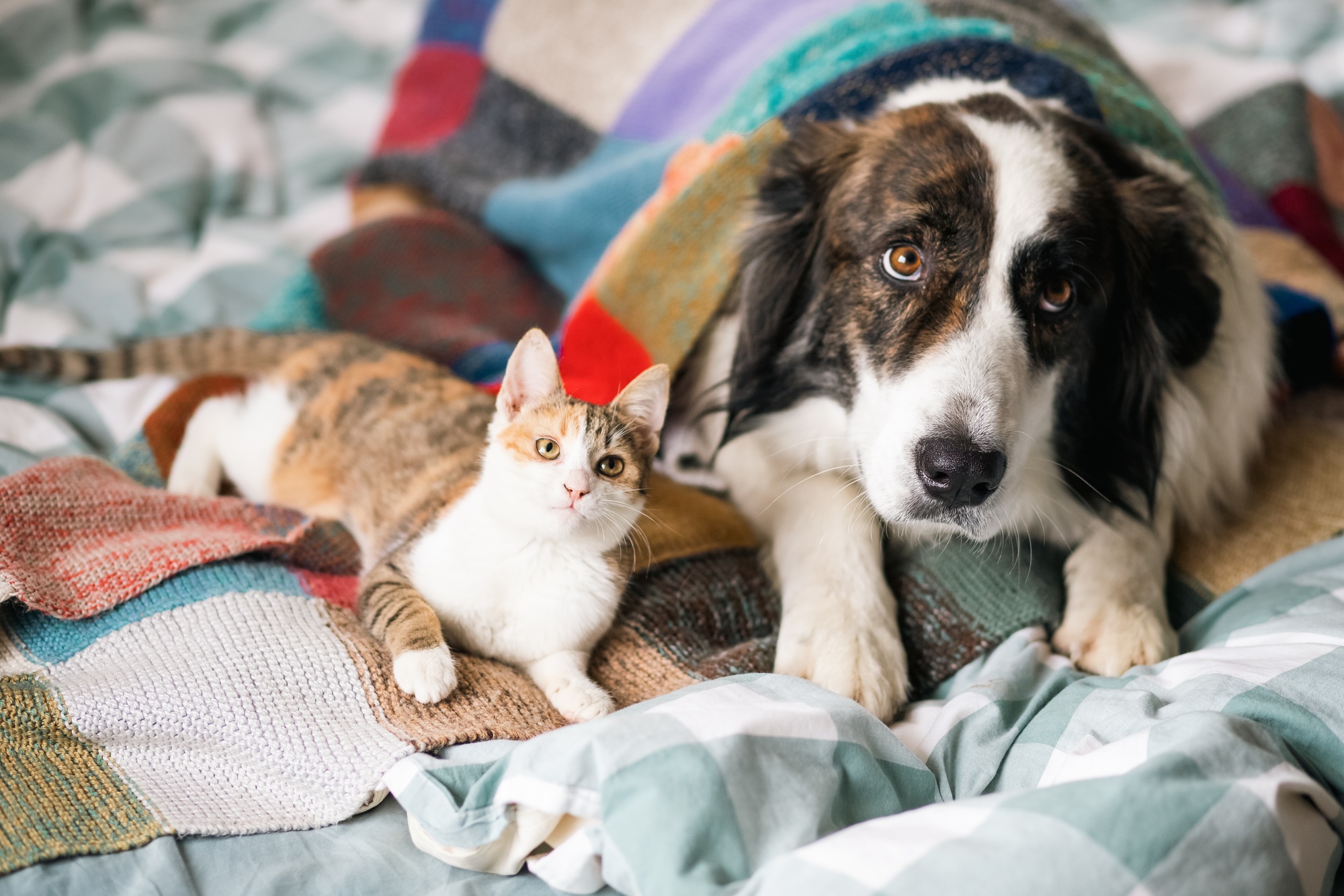 cute little cat and dog in bed at home