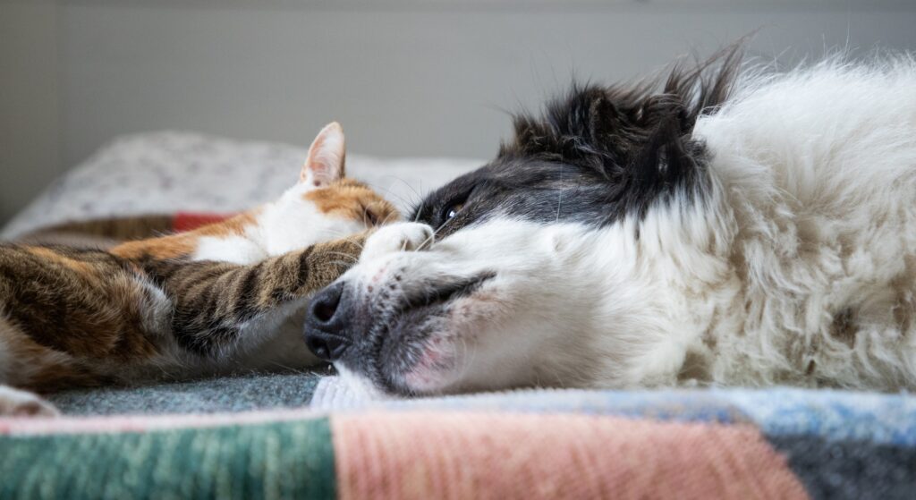 cute little dog and cat in bed