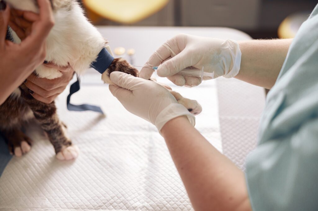 L’anestesia nel cane e gatto: rischi e precauzioni