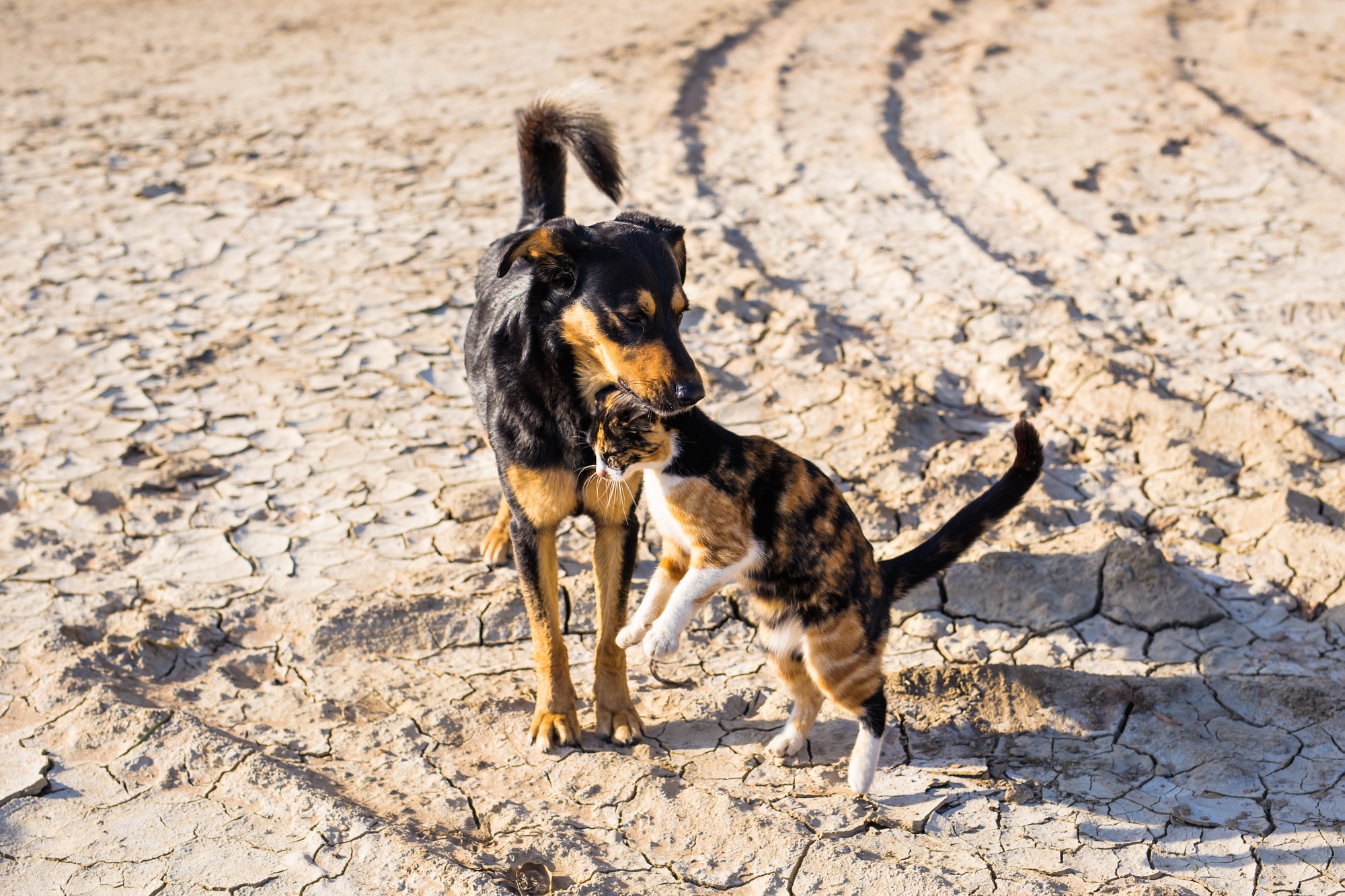 Dog and cat playing together outdoor