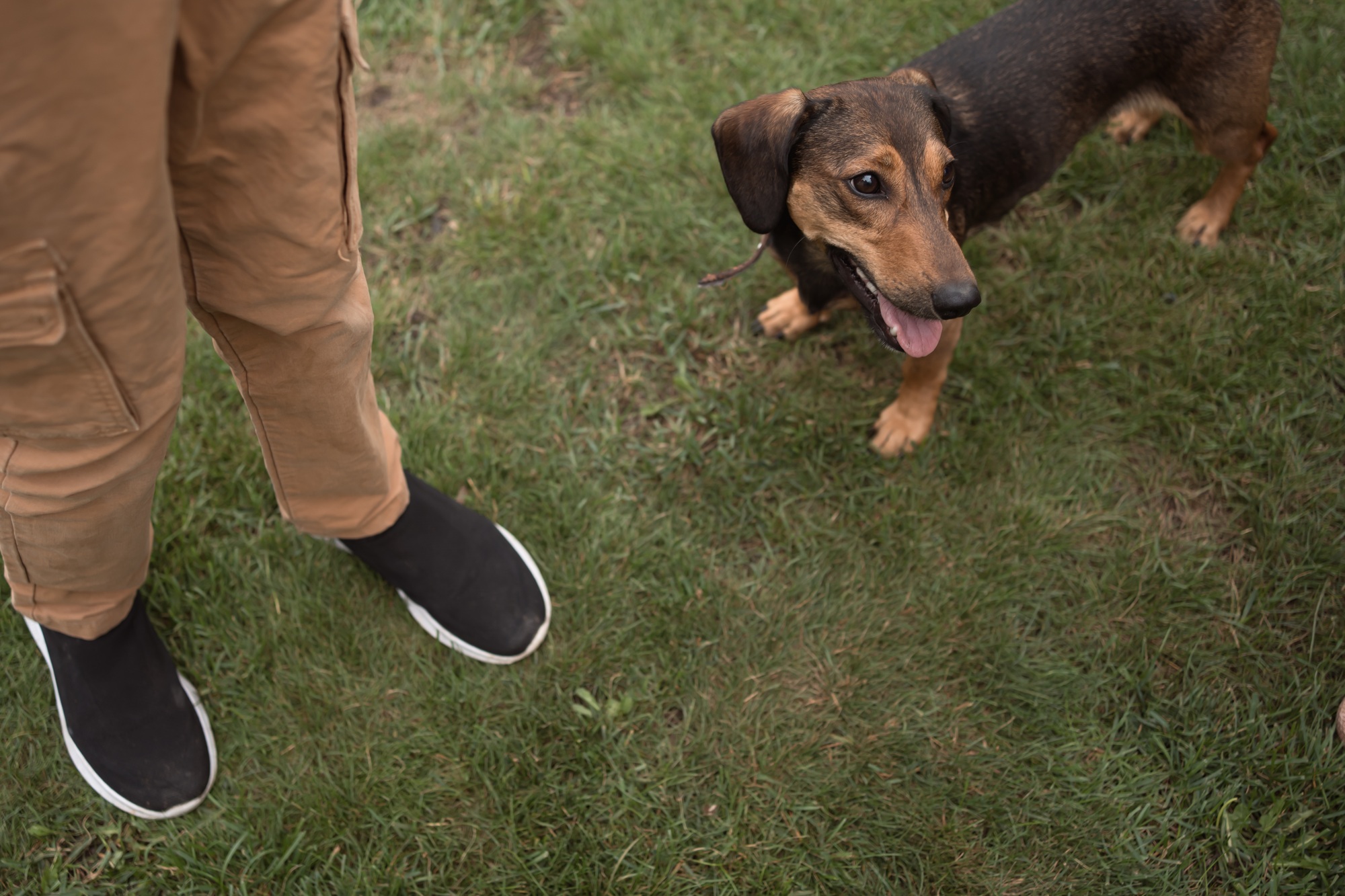 dog and owner at walk in summer