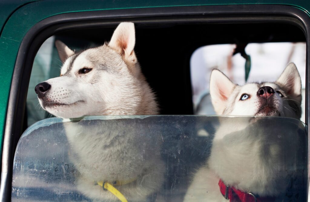 Dogs in the car