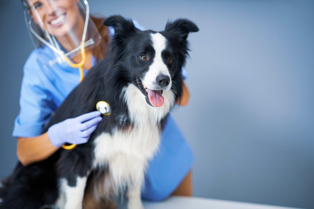 Female vet examining a dog in clinic