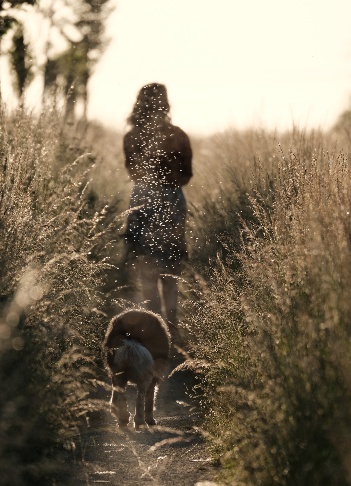 Girl walking the dog on a natural path during sunset encountering a lot of tiny mosquitoes