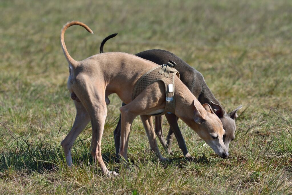 Italian Greyhounds