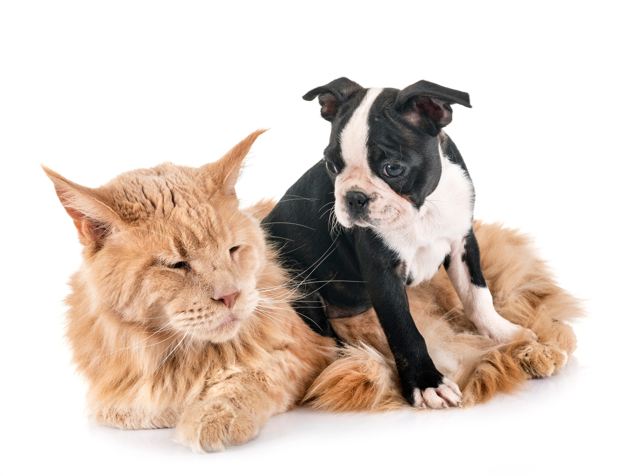 maine coon cat and little dog