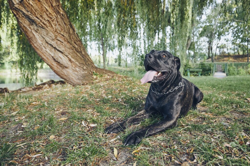 Portrait of cane corso dog