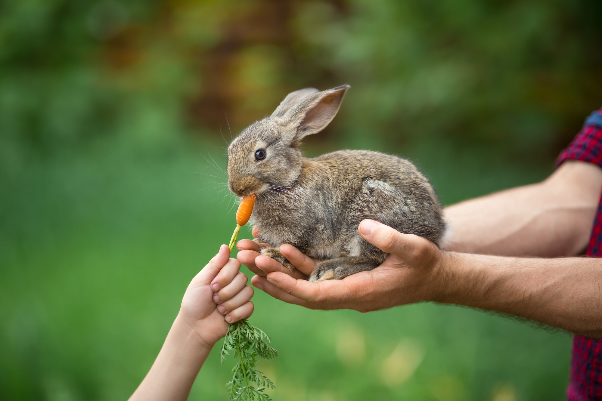 Rabbit. Feeding animal