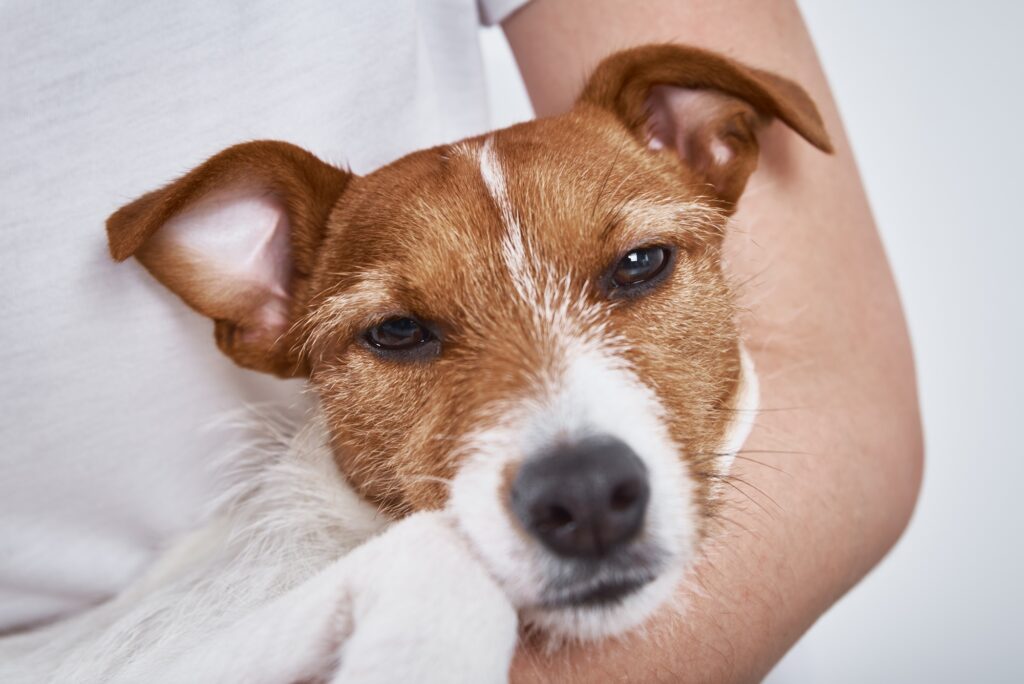 Sick dog. Sad dog lying at owner hands looking at camera