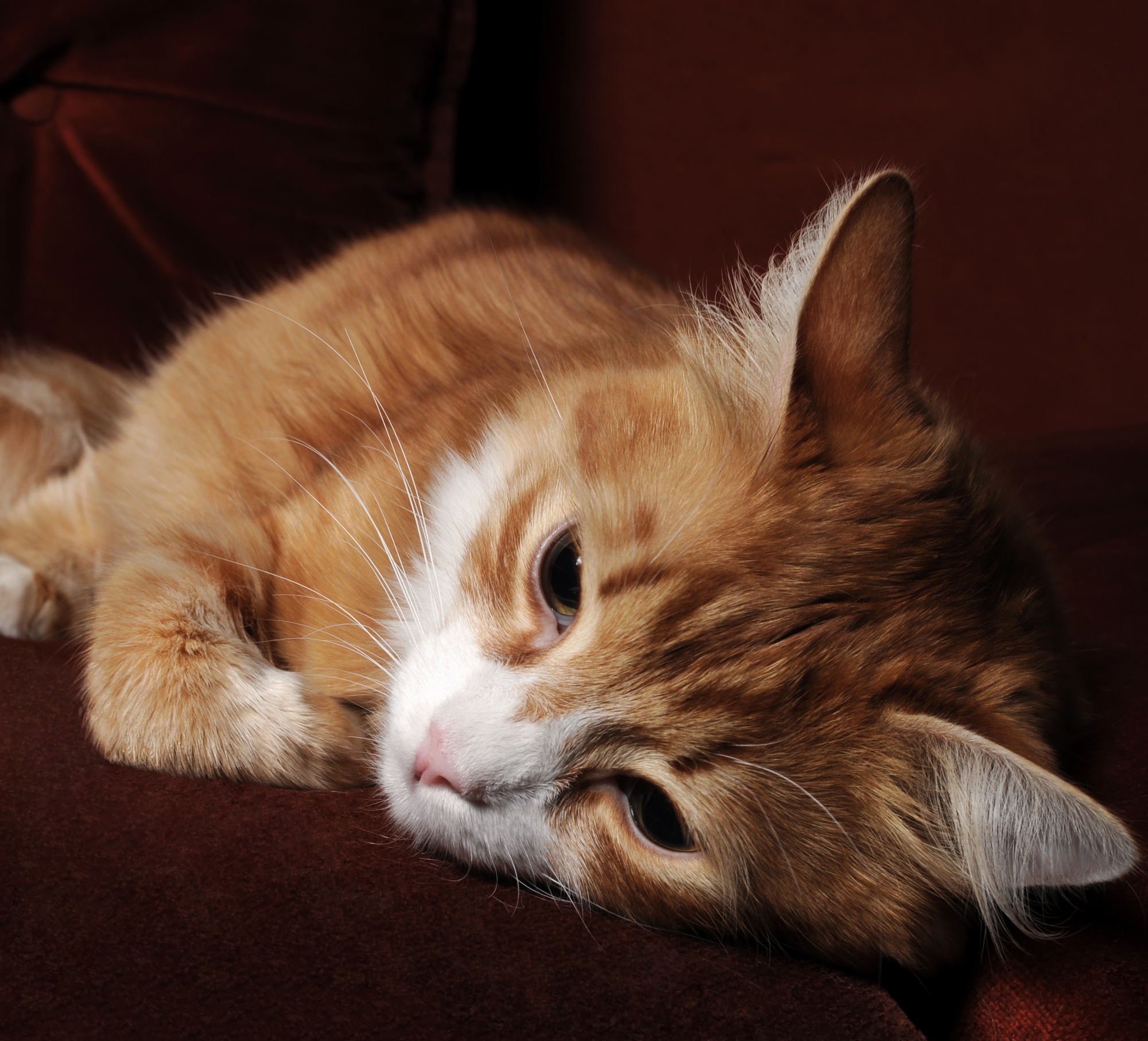 Sick red cat lying on the couch