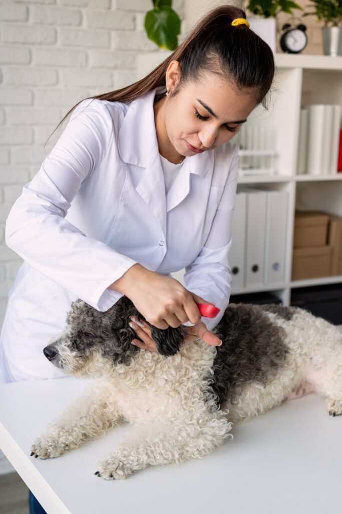 Smiling vet examining and brushing mixed breed dog