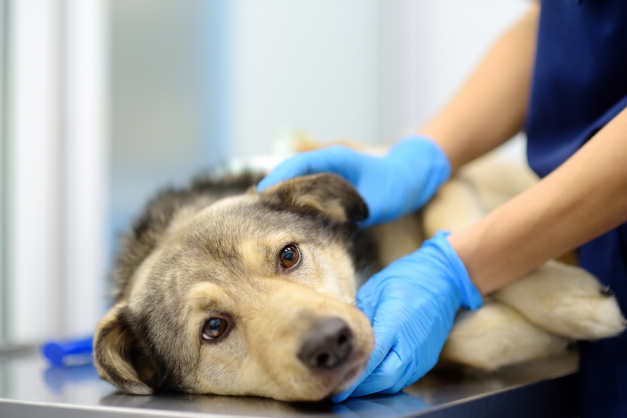 Veterinarian examines a large dog in veterinary clinic.