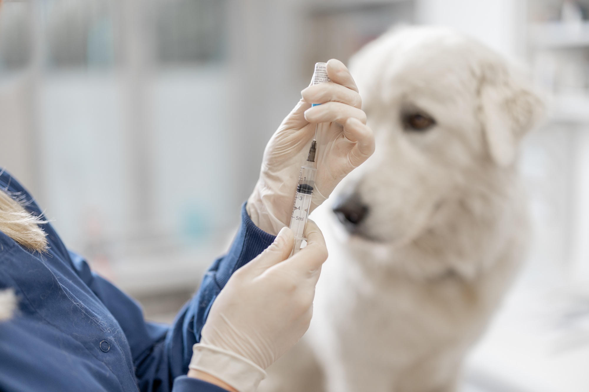 Veterinarian holding syringe with vaccine near big white dog